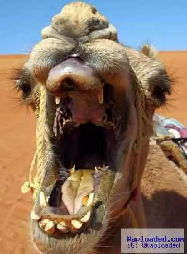 Wtf?! Camel chews & bites off owner